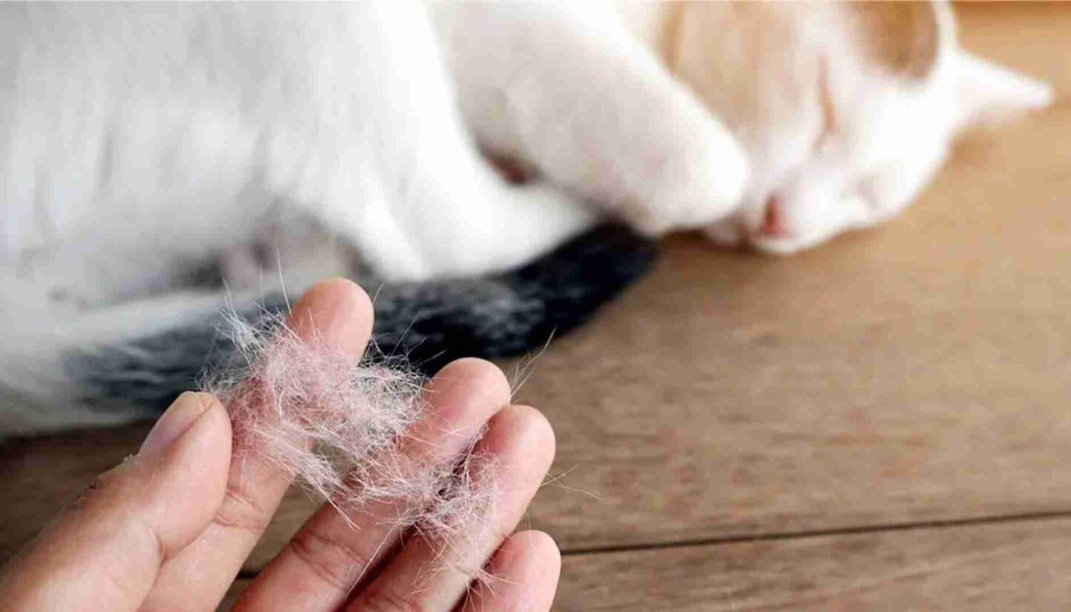 Tại sao con mèo của tôi lại rụng nhiều như vậy?