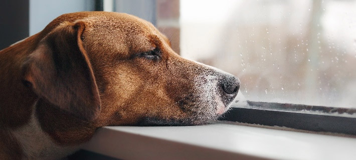Thú cưng của tôi có cô đơn không? Dấu hiệu và những gì bạn có thể làm